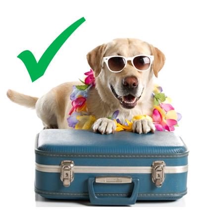 Dog + Suitcase