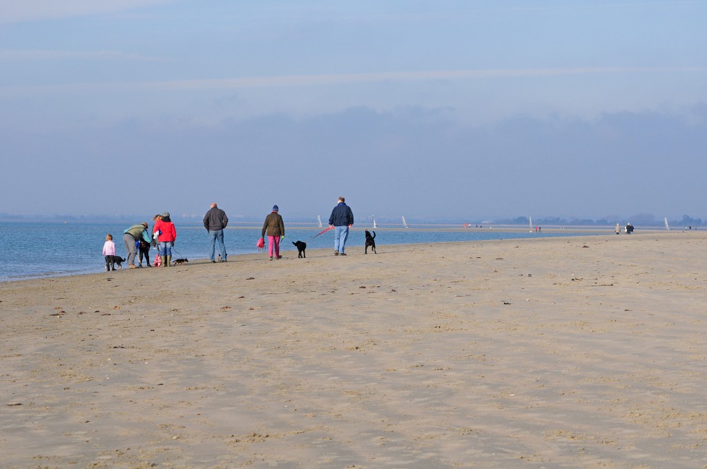Dog walking group on beach