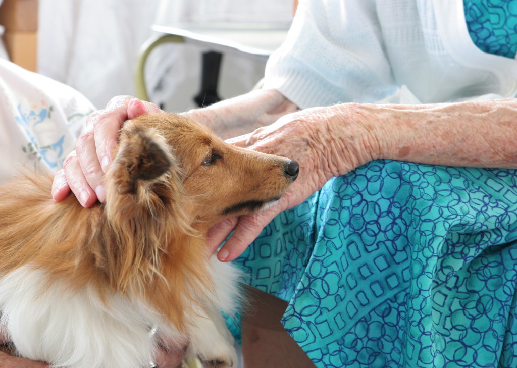 Therapy Dog with Elderly Lady