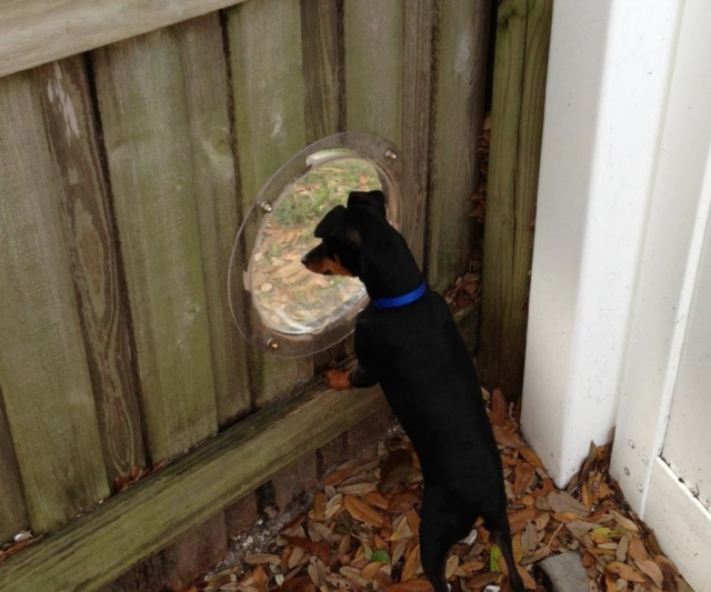 pet peek fence window for dogs