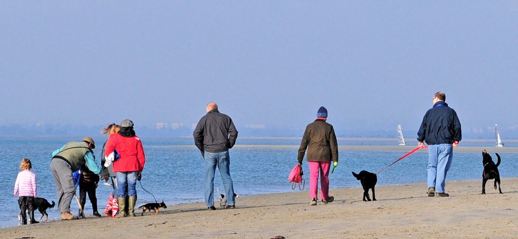 Dog walking group on West Wittering Beach, November.