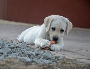 Labrador puppy eating a carrot