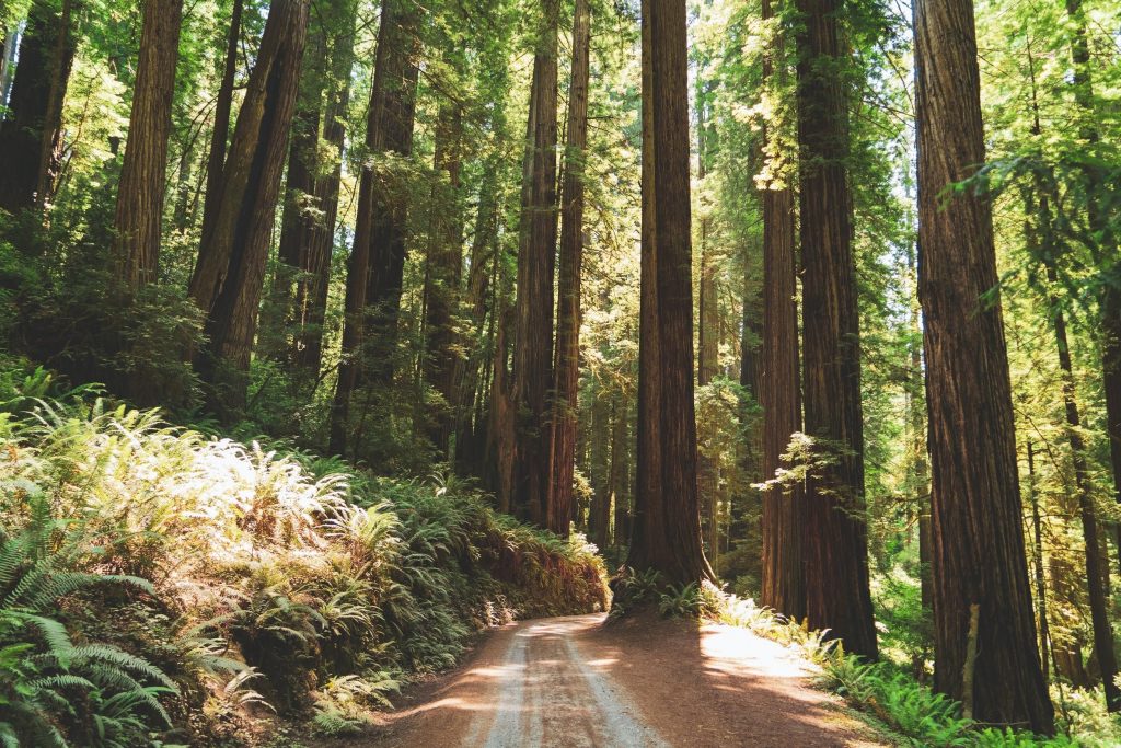 Redwoods Northern California