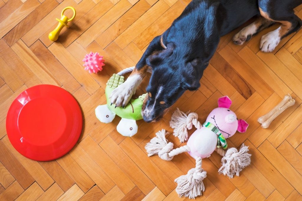 Dog playing with interactive dog toys