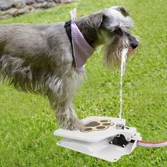 Paw Activated Dog Water Fountain